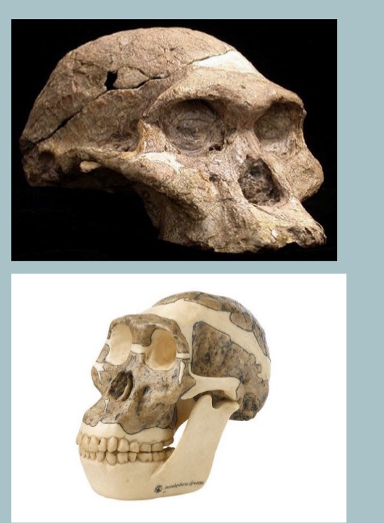 <p><span>Australopithecus africanus</span></p>