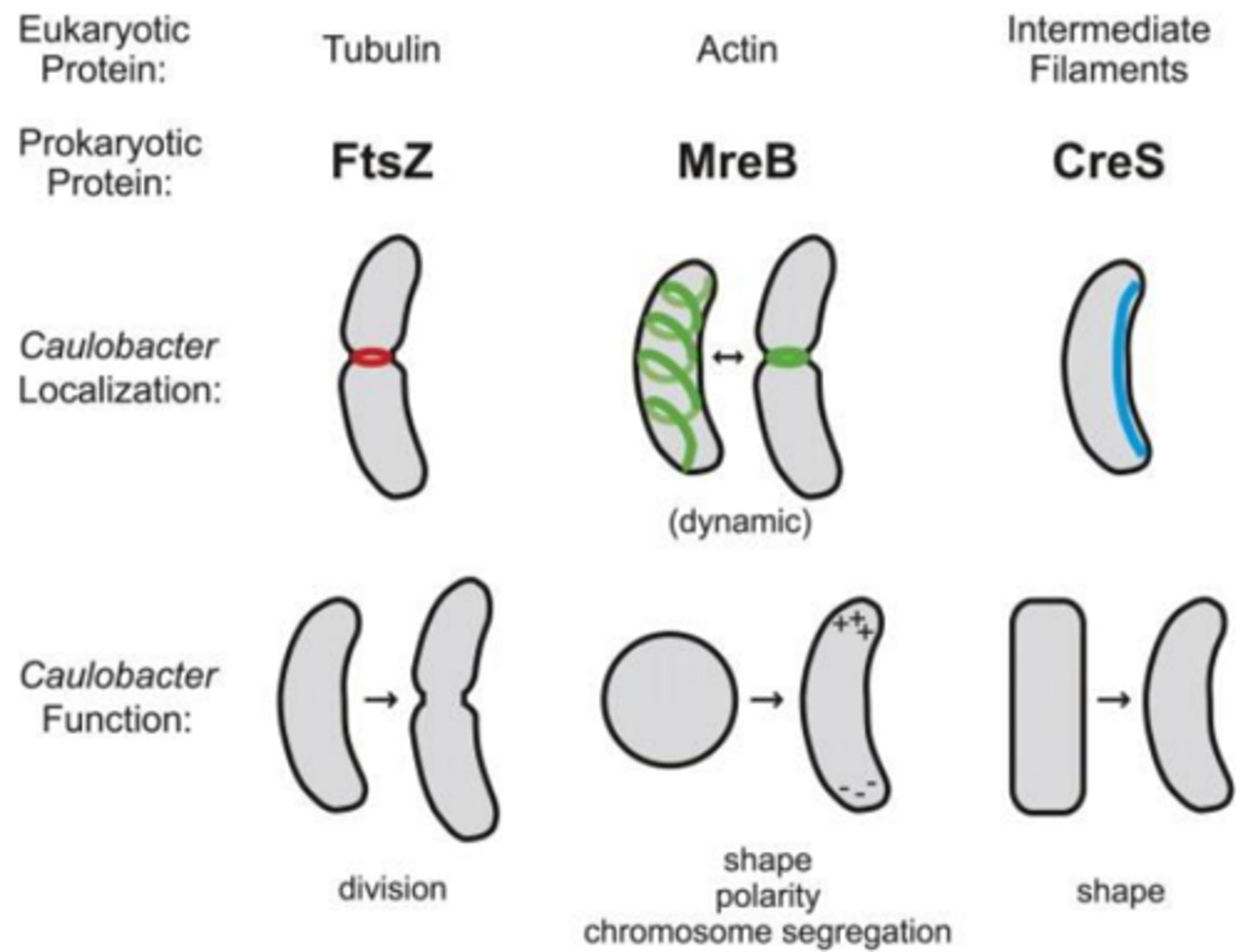 <p>Microfilaments (actin), Intermediate filaments, Microtubules (tubulin).</p>