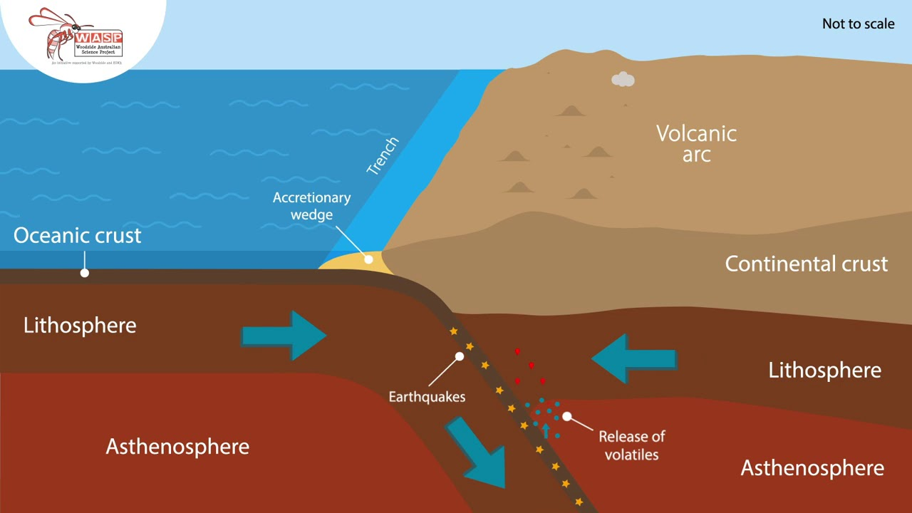 <p>the oceanic plate is subducted into the mantle, magma rises, forming mountain ranges usually containing volcanoes</p>