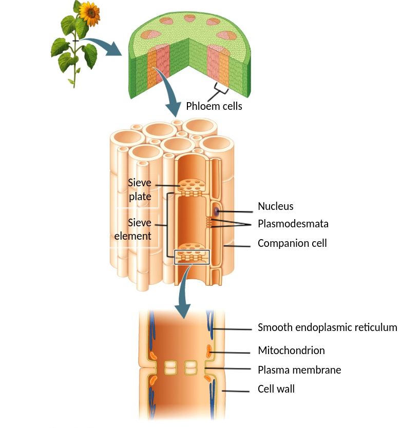 <p>forms to act as a filter and allows water and dissolved organic solutes to flow through </p>