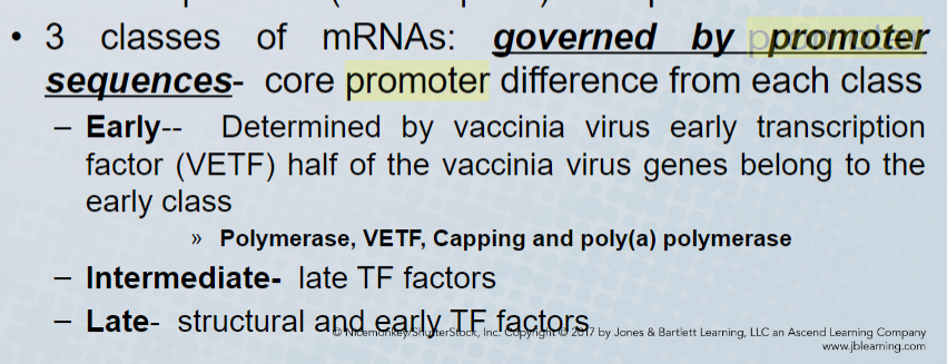 viral promoter regions