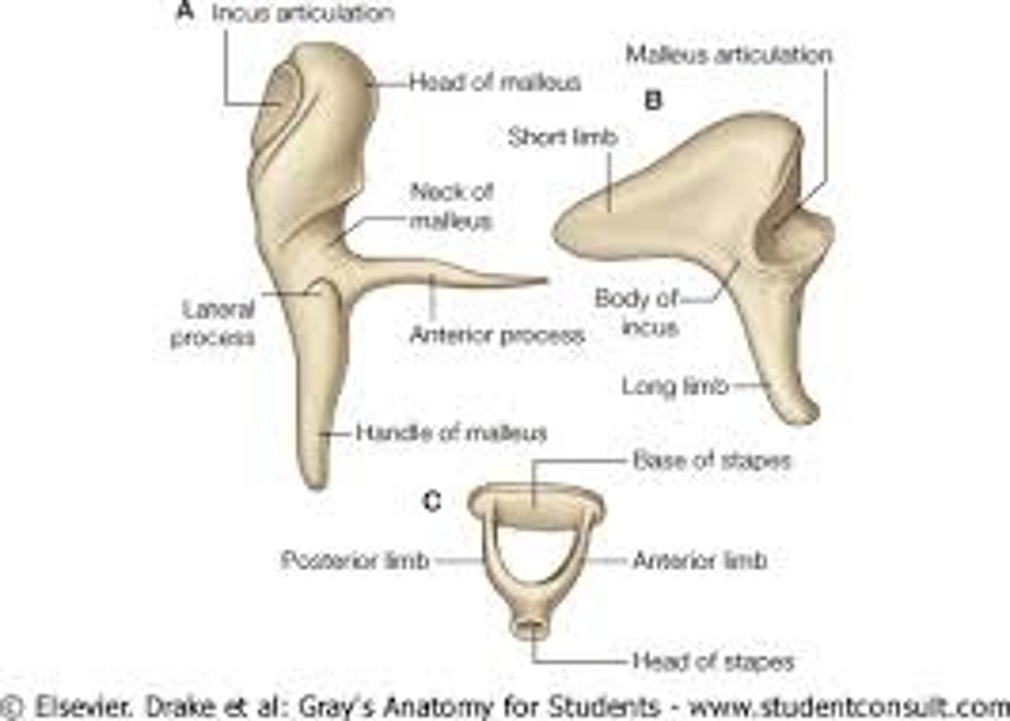 <p>head, neck, manubrium, anterior process</p><p>-malleus = hammer head</p><p>-manubrium = handle</p>