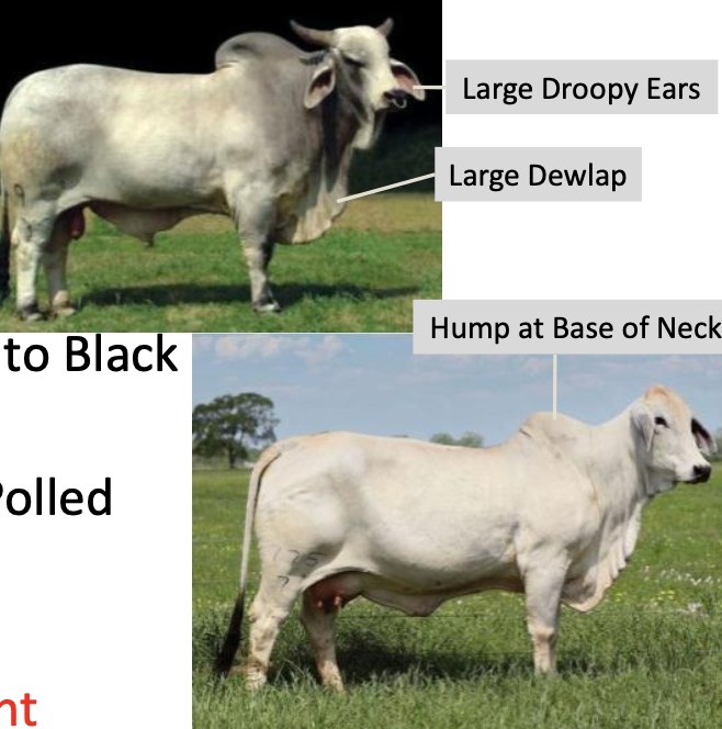 <p>Brahman</p><p></p><p><strong>Origin</strong>: India</p><p><strong>Color</strong>: White-Gray to Black to Red</p><p><strong>Horns</strong>: Horned or Polled</p><p><strong>Size</strong>: Large</p><p><strong>Traits</strong>: Heat-tolerant</p><p>Long droopy ears, large dewlap</p><p>Hump at the base of the neck (composed of muscle and connective tissue, not water)</p>