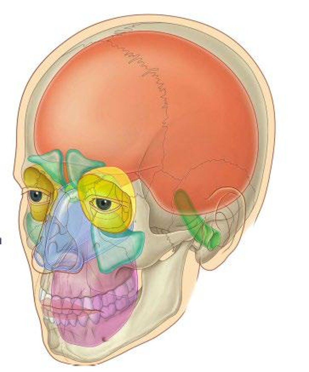 <p>Facial expression muscles are responsible for the movements of the face, enabling expressions.</p>