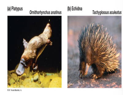 <p>mammals, platypus, lay eggs and no placenta</p>
