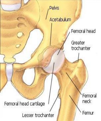 <p>What <strong>type of joint</strong> is the hip joint?</p>