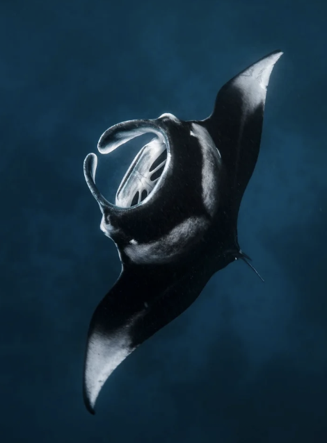 <p>stingrays and mantas</p><p></p><p>Key traits:</p><ul><li><p>220 species</p></li><li><p>cosmopolitan including freshwater, no (or reduced) dorsal fin, very thin tail (often barbed), eat mostly benthic invertebrates</p></li></ul><p></p>