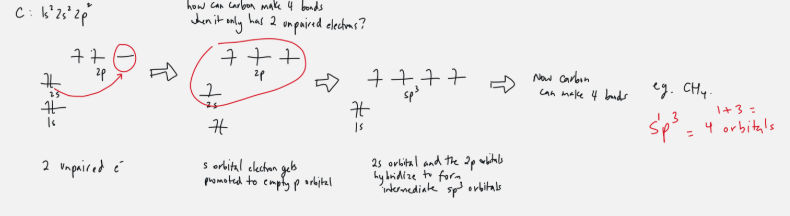 <ul><li><p>ex. carbon</p></li><li><p>special stability occurs: one s orbital electron gets promoted to empty p orbital </p></li><li><p>2s and 2p orbital hybridize to form intermediate sp<sup>3</sup> orbital </p></li><li><p>Carbon can make 4 bonds </p></li><li><p>sp<sup>3</sup>: 1 s orbital + 3 p orbitals = 4 orbitals to form bonds with</p></li></ul><p></p>
