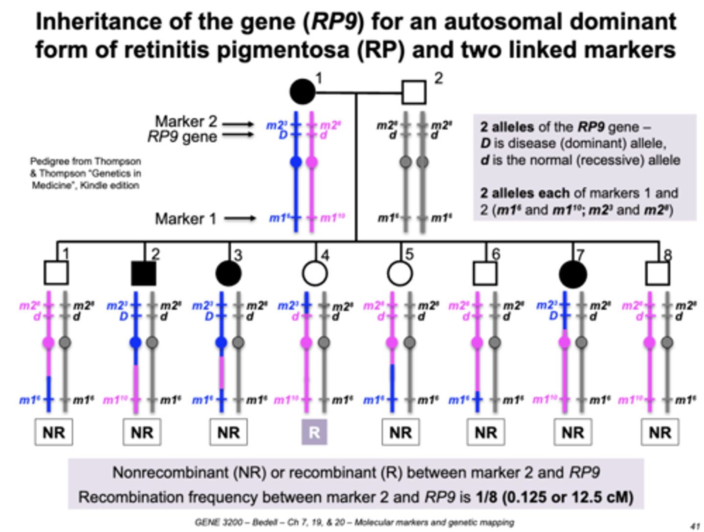 <p>Study this chart that shows the recombinant and non-recombinant alleles </p>