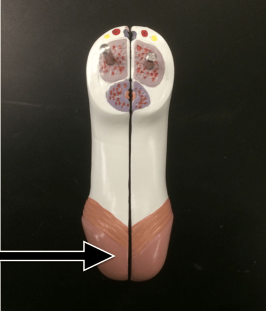 <p>the conical mass of erectile tissue that forms the head of the penis</p>