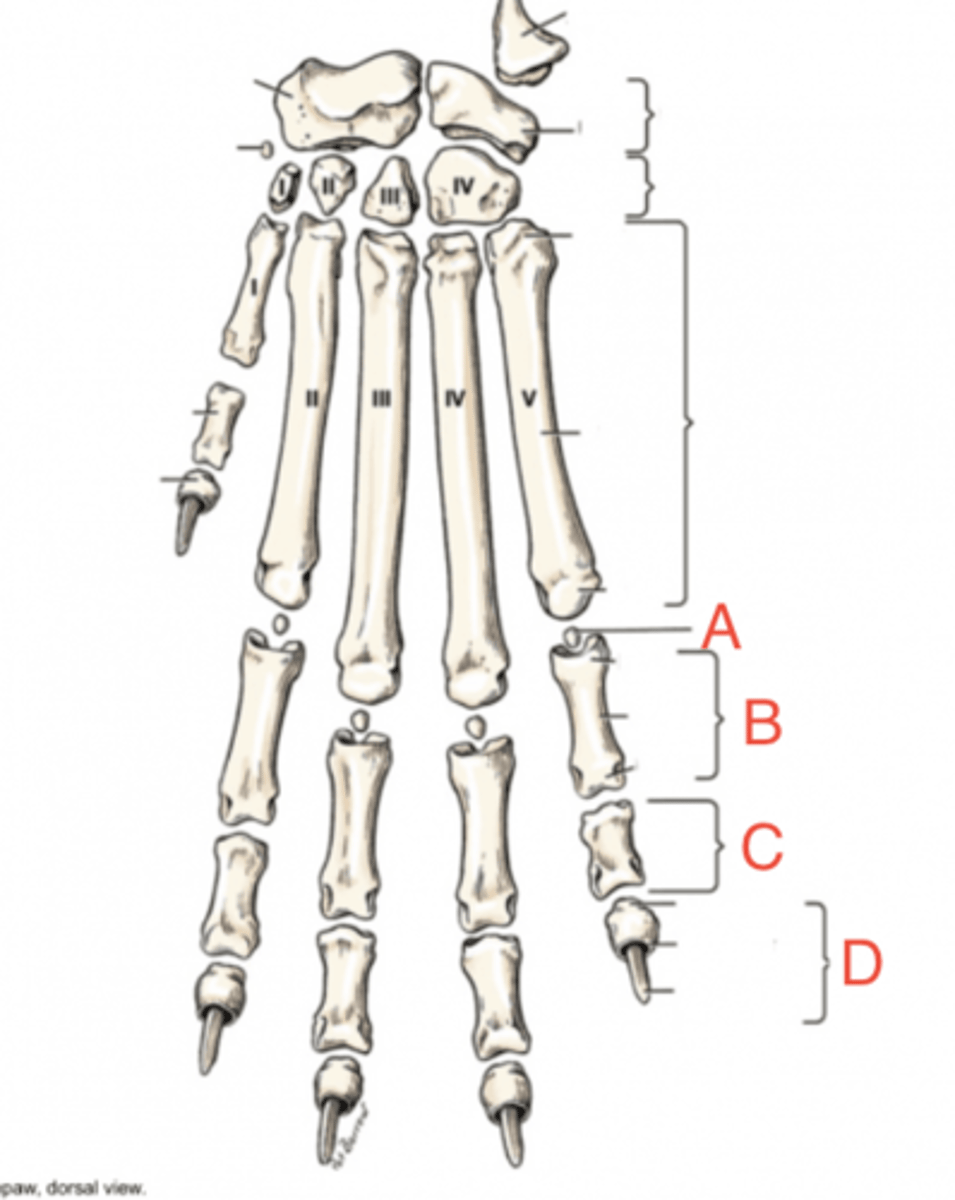 <p>What structure(s) are labeled as C?</p>