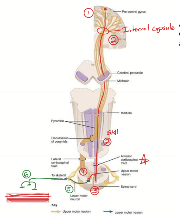 <ol><li><p>Starts at UMN cell body in contralateral primary motor cortext (BA4/precentral gyrus)</p></li><li><p>Descends through internal capsule, medullary pyramids, and down spinal cord as anterior corticospinal tract without crossing over</p></li><li><p>Decussation occurs through anterior commissure of spinal cord at level of spinal nerve</p></li><li><p>Terminates in the medial ventral horn on cell body of the lower motor neuron</p></li><li><p>LMN axon exits through ventral root of spinal cord as an A alpha/ alpha motor neuron</p></li><li><p>Temrinates on skeletal muscle fibers to control large proximal muscles</p></li></ol><p></p>