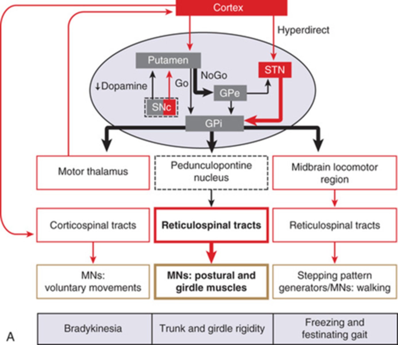<p>increases tonic inhibition to these non-cortical structures</p>
