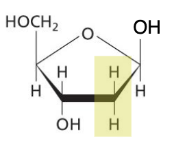 <p>Deoxyribose is missing an O at C2’</p>