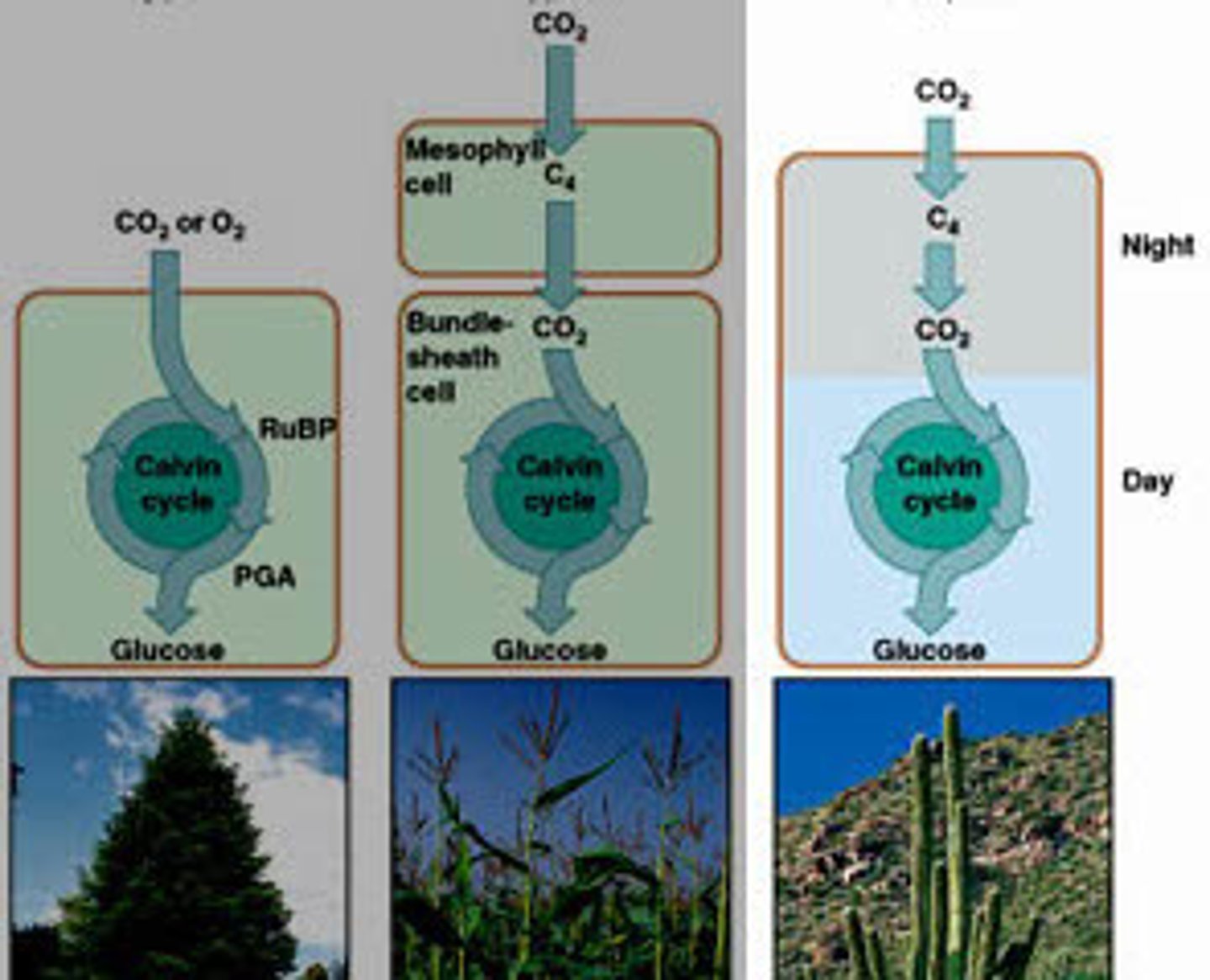 <p>The stomata opens only at night in order to take in co2 and release O2, the co2 is stored as crassulaceam acid so it may be broken down during the day. Prevents excess water loss</p>