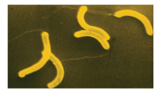 <p><span>Singly occurring rods that are gently curved (comma-shaped)</span></p>
