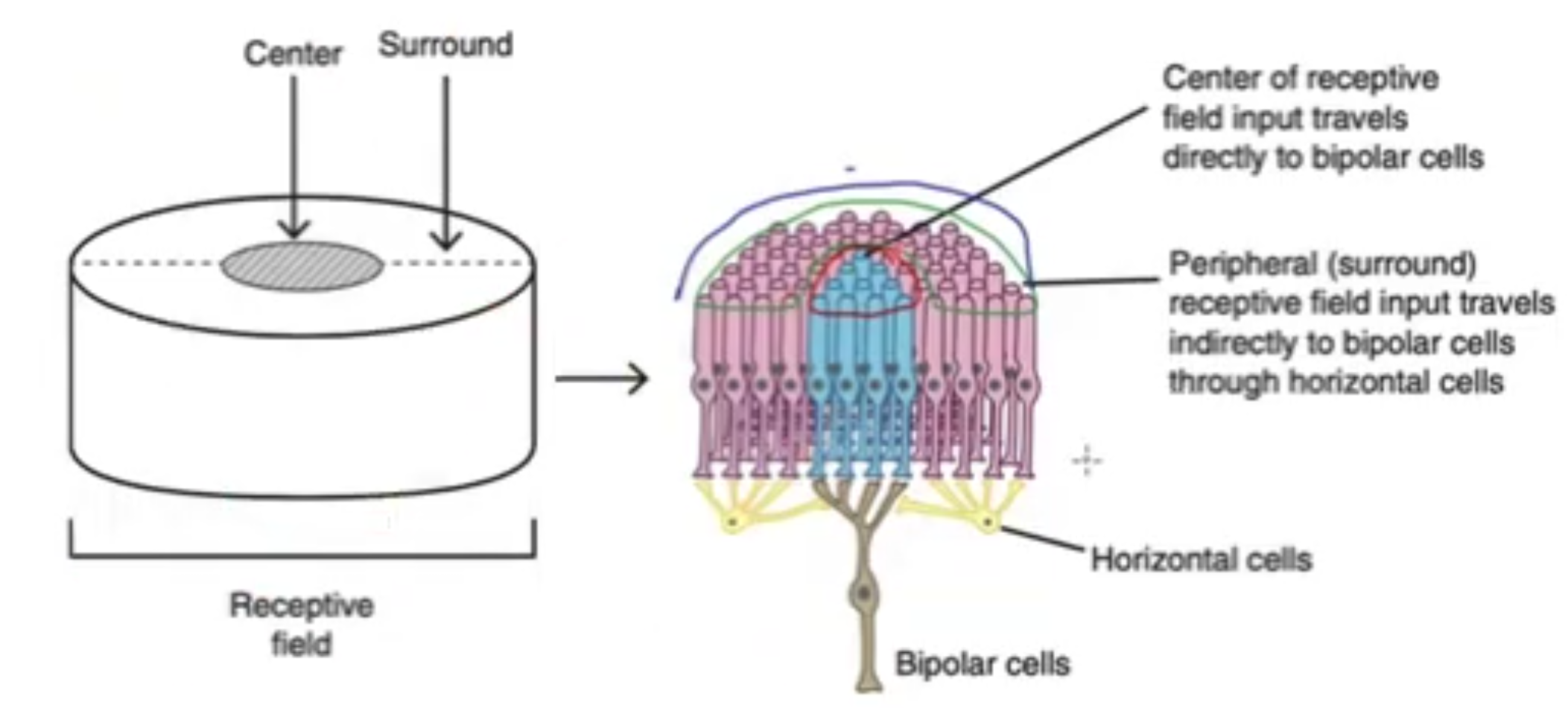 <ul><li><p>center-surround organized</p></li><li><p>center photoreceptors are connected directly to bipolar cells</p><ul><li><p>photoreceptors in the surround send signals through horizontal cells</p></li></ul></li><li><p>ON bipolar cells are excited by light in center (inhibited by light in surround)</p></li><li><p>OFF bipolar cells excited by light in surround (inhibited by light in center)</p></li></ul><p></p>