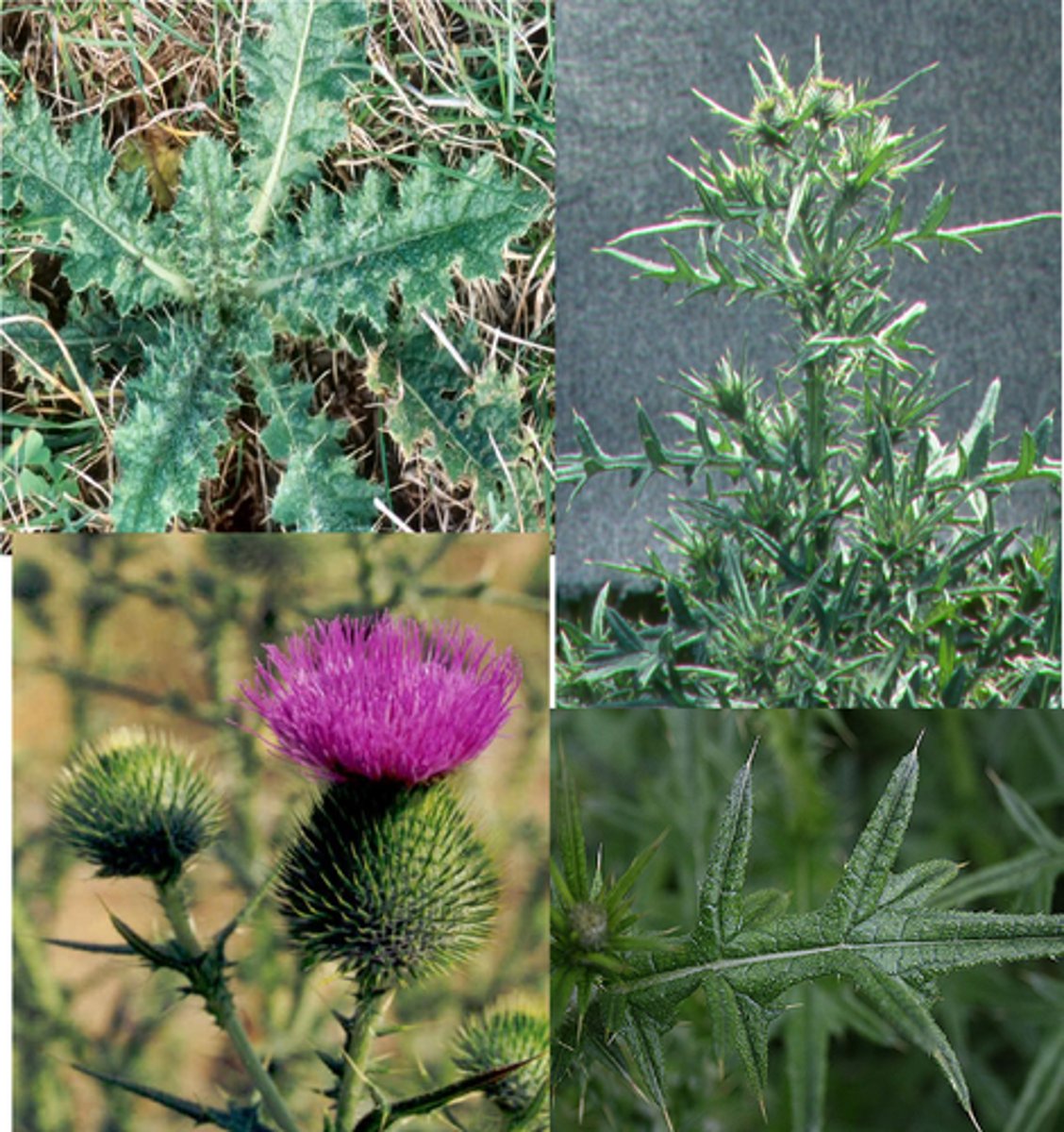 <p>Bull Thistle</p>