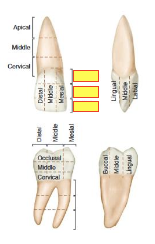 term image