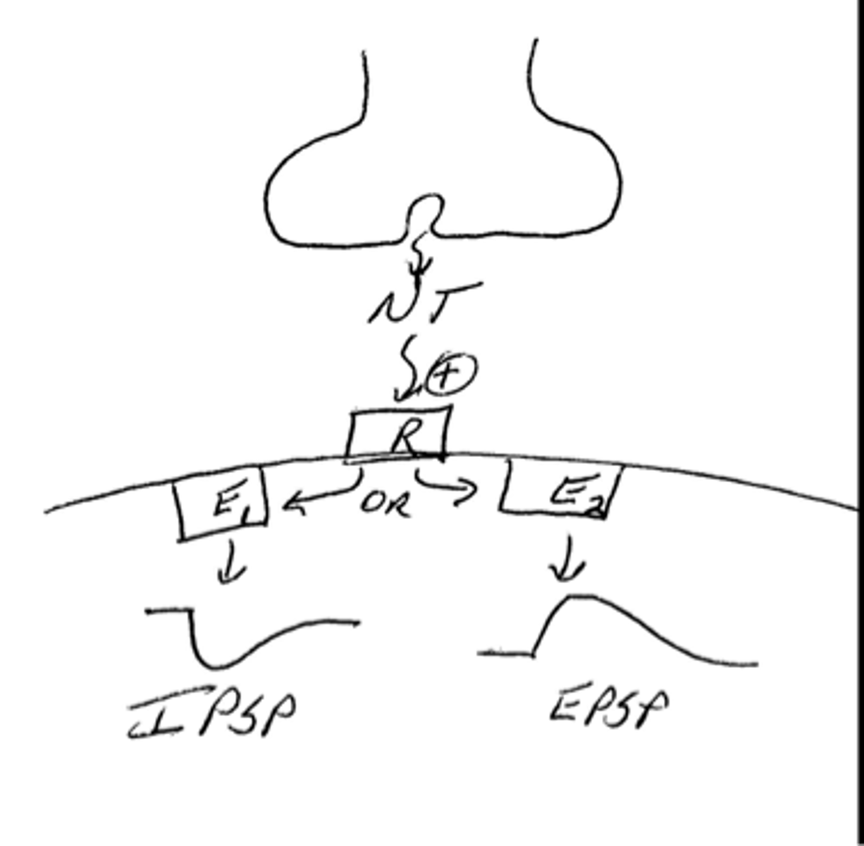 <p>false; this connection is temporary to bring about an EPSP or IPSP (depending on the effector associated with the receptor)</p>