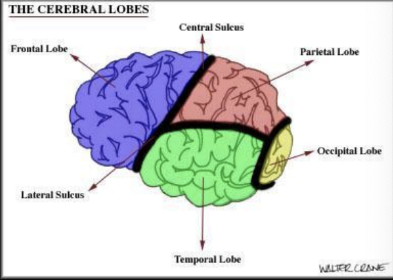 <p>Each hemisphere is divided into 4 lobes:</p><p>1. Frontal lobe [EF, personality, emotion]</p><p>2. Parietal [perception, sensory awareness]</p><p>3. Occipital [vision]</p><p>4. Temporal [receptive language, hearing]</p>