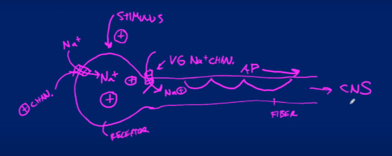 <p>-normal AP process</p><p>→ chem Na opens, lead to VG opening, to AP</p>