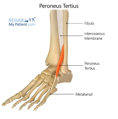 <p><strong>origin:</strong> inferior 1/3 of anterior surface of fibula</p><p><strong>insertion: </strong>dorsum of base of 5th metatarsal </p><p><strong>innervation:</strong> deep fibular nerve (L5-S1)</p><p><strong>action: </strong>dorsiflex and evert foot</p>