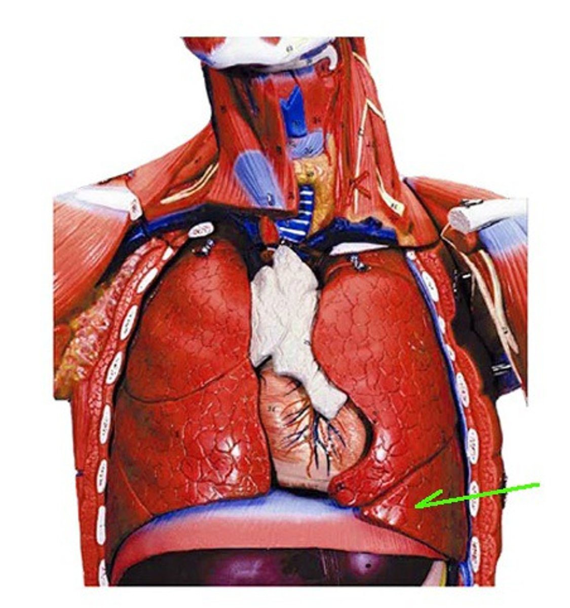 <p>Identify the structure, organ, or bone.</p>