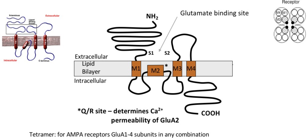<p>Properties:</p><ul><li><p>mediate majority of fast excitatory transmission</p></li><li><p>Non-selective cation (+ve) channels permeable to Na+ (in) and K+ (out)</p></li><li><p>4 subunits to form a tetrameric receptor</p></li><li><p>GluA1-4, which mix and match to produce subtly different receptors </p></li><li><p>Those containing GluA2 subunits have very low Ca2+ permeability </p></li><li><p>Activation of all AMPA receptors leads to an influx of Na+, but receptors are only permeable to Ca2+ in Abscence of GluA2</p></li></ul><p></p>