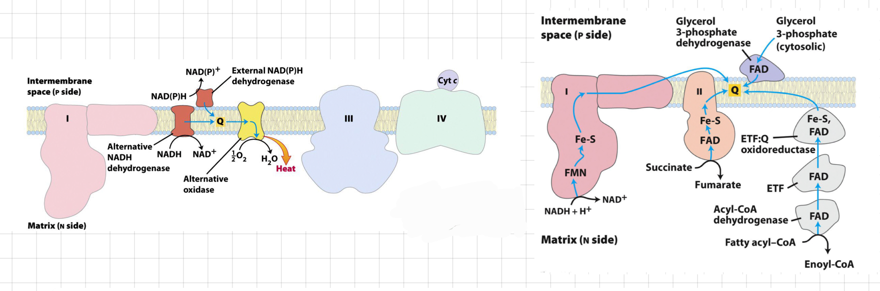 <ol><li><p>From <strong>Complex I (NADH dehydrogenase)</strong></p><ul><li><p>Transfers electrons from NADH to ubiquinone (UQ) in the ETC.</p></li></ul></li><li><p>From <strong>Complex II (Succinate dehydrogenase)</strong></p><ul><li><p>Directly transfers electrons from succinate to UQ in the ETC.</p></li></ul></li><li><p>From the 1st step of <strong>ß-oxidation</strong></p></li><li><p>From the <strong>Glycerol 3-P shuttle</strong></p><ul><li><p>Generates NADH and FADH2 during the breakdown of fatty acids, which transfer electrons to UQ in the ETC.</p></li></ul></li></ol><ul><li><p>Once in the <strong>Q pool</strong>, the e- will <u><strong>always</strong></u> go to <strong>complex III</strong></p></li></ul>