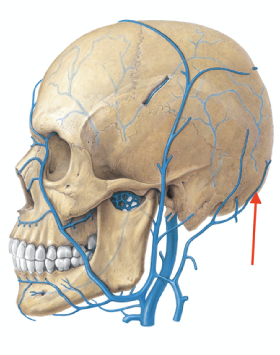 <p>Ansluter till vena interna</p><p></p>
