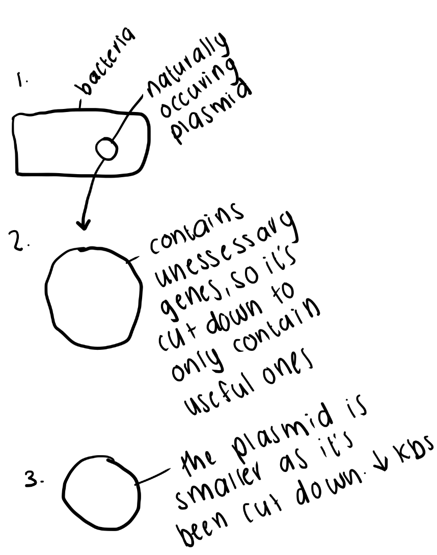 <p>What key elements does a plasmid vector contain?</p>