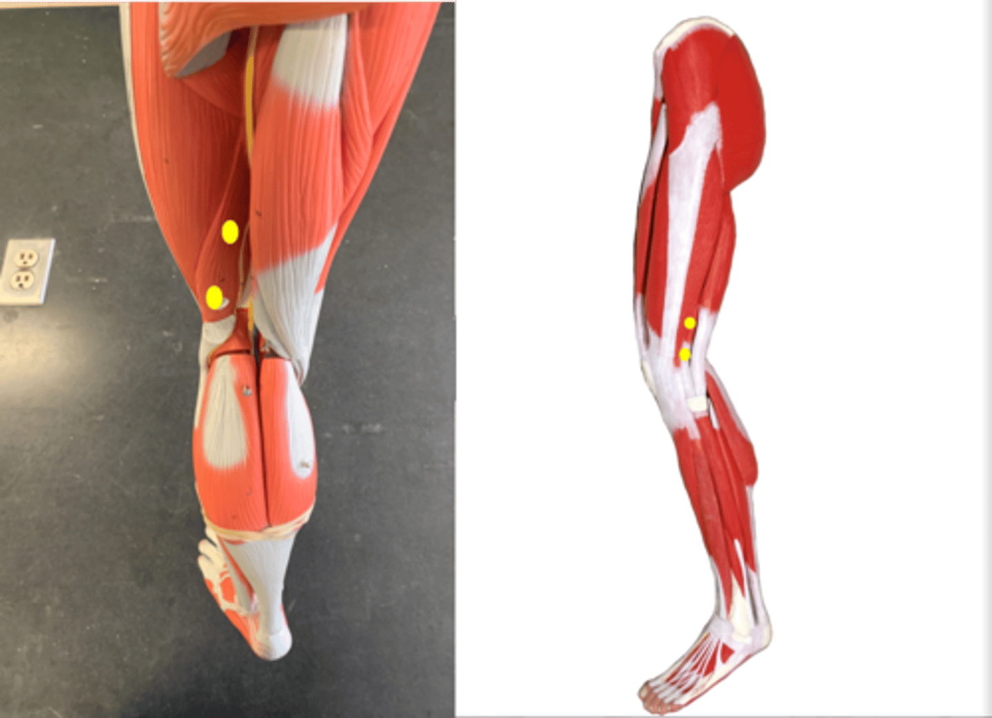 <p>Underneath the long head</p>