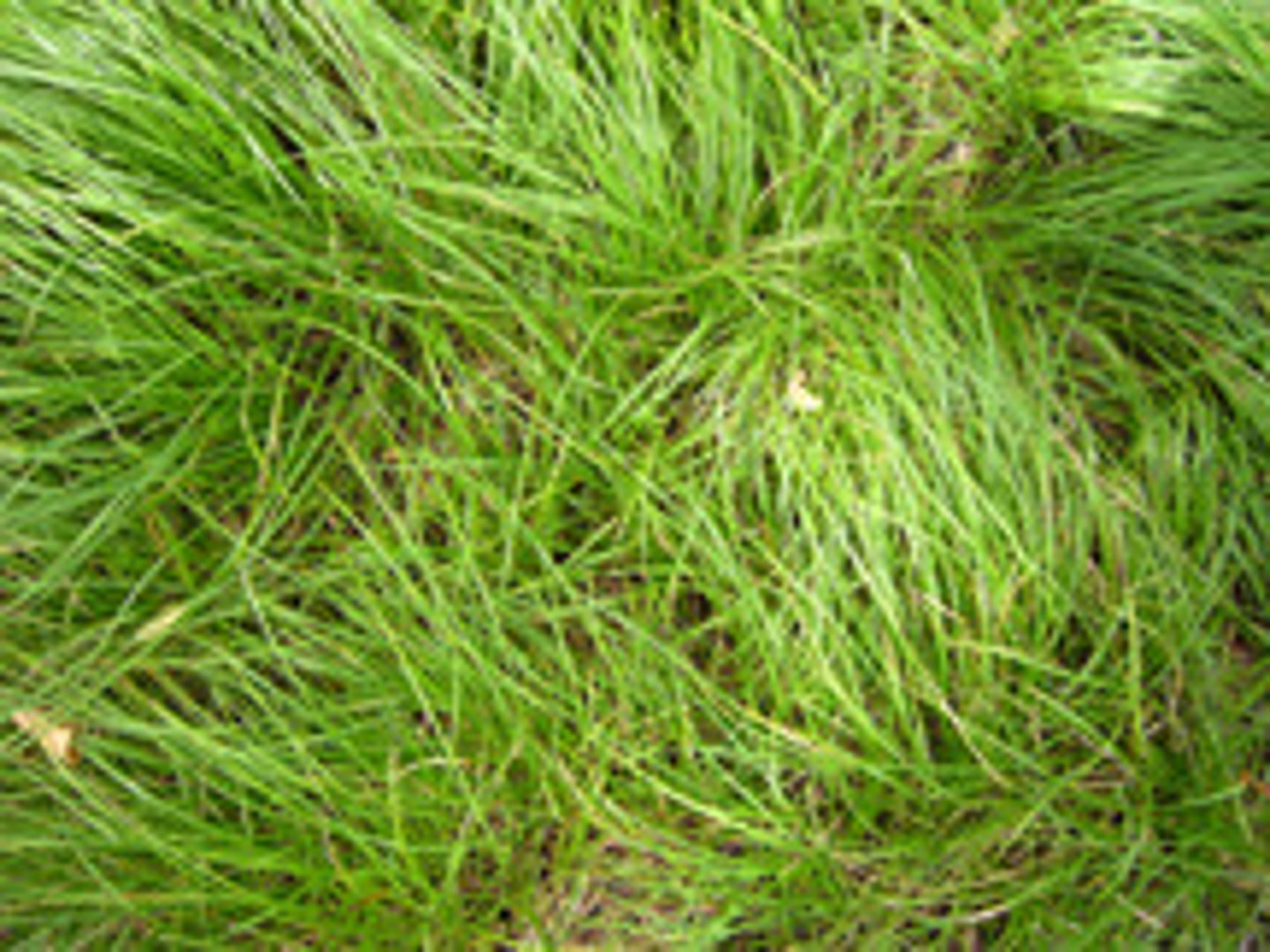 <p>Carex pensylvanica</p>