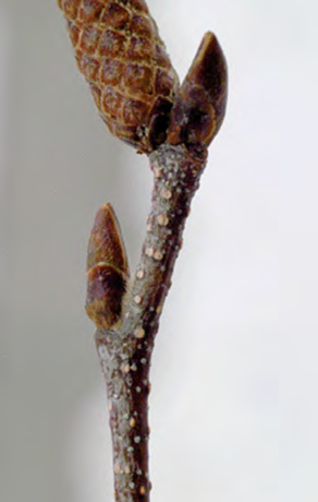 Blade: looks diamond like, big little serrations
Reproductive: cylindrical tight cones
Bark: white with horizontal lenticles, doesn't peel