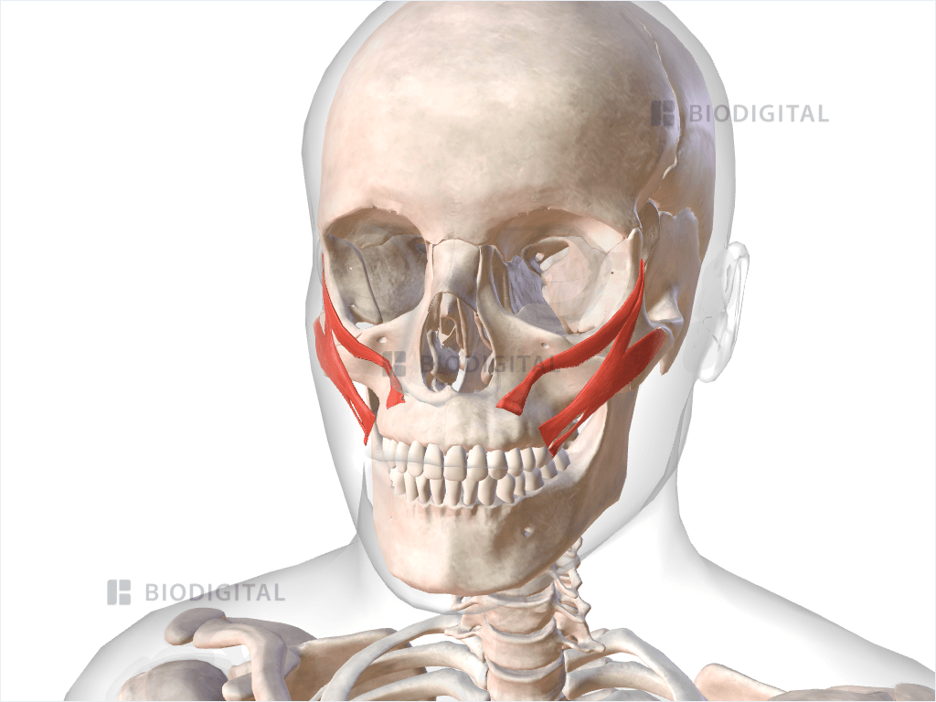 <p>Origin: zygomatic bone</p><p>Insertion: skin and muscle at corners of mouth</p><p>action: raises corners of mouth (smiling muscle)</p><p></p>