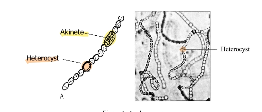 <p>what specialized cells are produced cyanobacteria?</p>