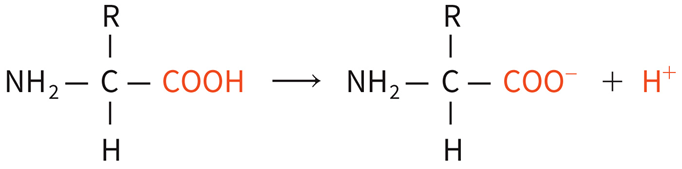 <p>Accept hydrogen ion photo</p>