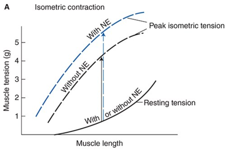 <ul><li><p><span>When norepinephrine is released on cardiac muscle cells it has a positive inotropic effect that causes cardiac muscles to contract more forcefully and more rapidly</span></p><ul><li><p><span>The muscle will, at every length develop more isometric tension when stimulated than in the absence of norepinephrine</span></p></li><li><p><span>Norepinephrine raises the peak isometric tension curve on the cardiac muscle length-tension graph</span></p></li><li><p><span>Norepinephrine causes increased shortening by changing the final, but not the initial muscle length associated with afterloaded contractions</span></p><ul><li><p><span>Increases fractional shortening (percent shortening) of cardiac muscle at any given resting length</span></p></li></ul></li></ul></li></ul><p></p>