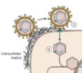 <p><span>– Par </span><strong>attachement à la matrice extracellulaire</strong><span>, puis </span><strong>entrée par fusion</strong><br><span>– Le virus libère ensuite son génome dans le </span><strong>noyau (comme tous les virus ADN)</strong></p>