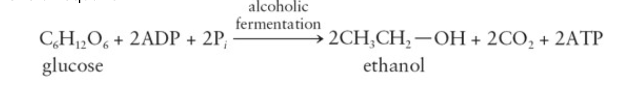 <p>Under <strong>anaerobic</strong> conditions, some microorganisms can obtain limited energy through glycolysis</p><ul><li><p>Alcoholic fermentation: Conversion of glucose to ethanol</p></li></ul><p>Only occurs in prokaryotes, not humans</p><p></p>