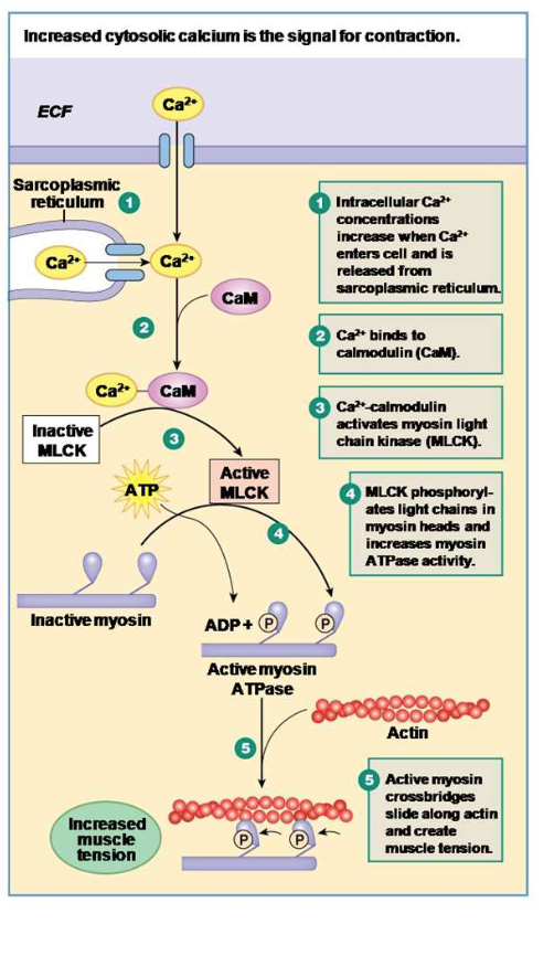 <p>How do you relax the smooth muscle cell after excitation-contraction coupling?</p>