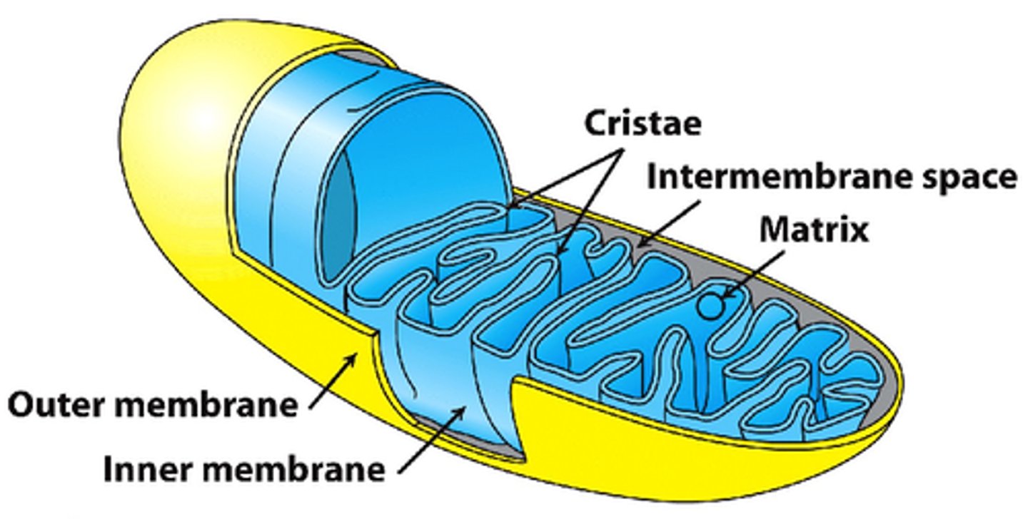 <p>permeable to small molecules</p>