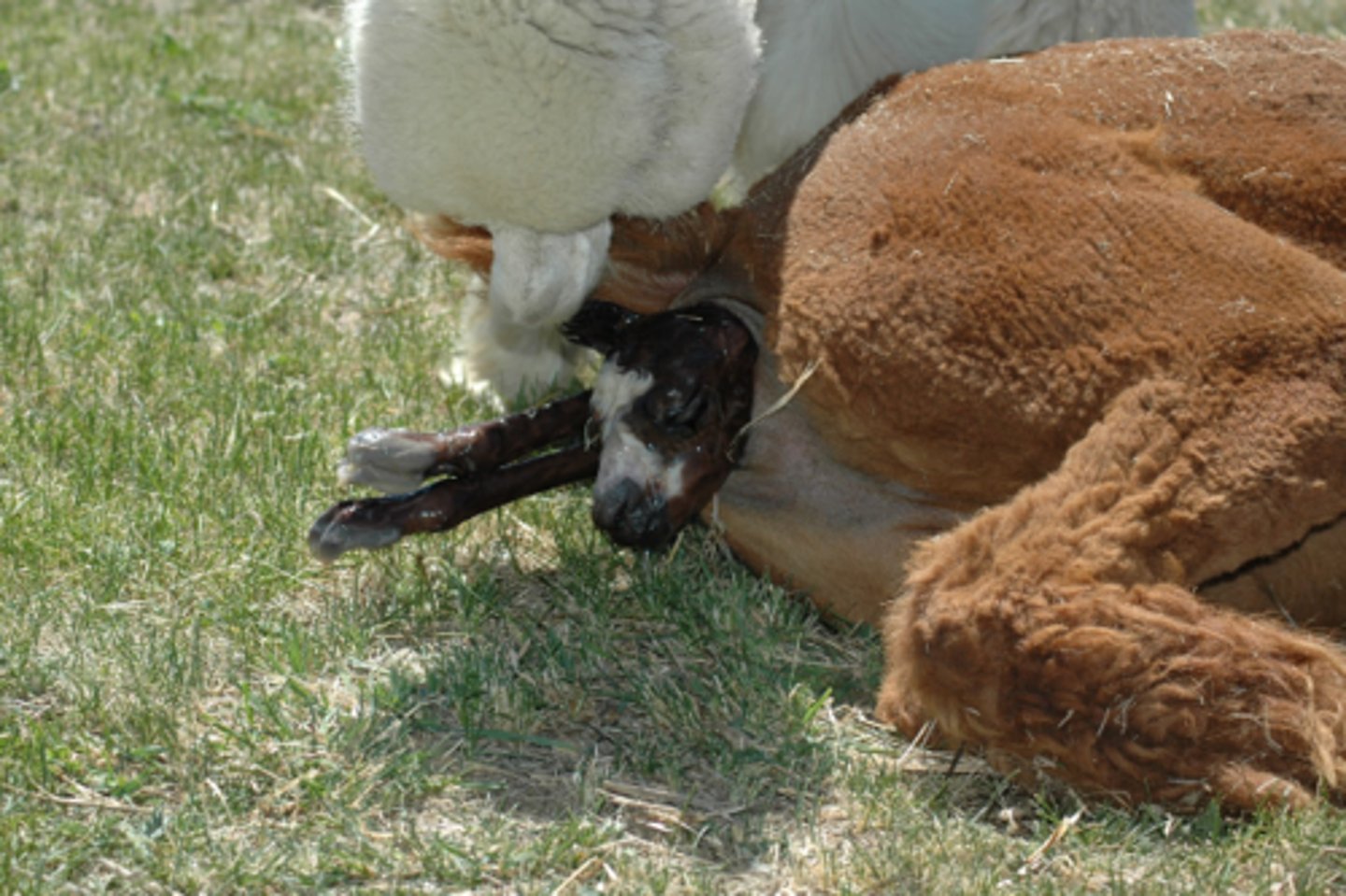 <p>- expulsion of placenta and fetal membranes</p><p>- 30 minutes to 8 hours</p><p>- membranes not expelled after 12 hours are considered retained</p>