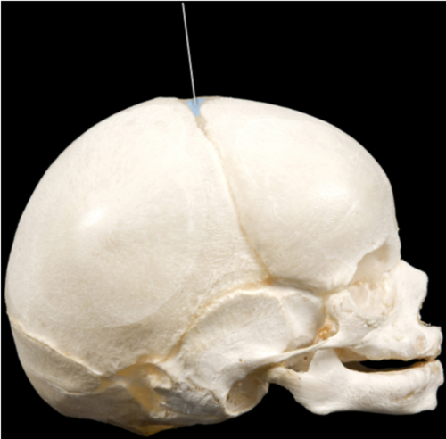 A soft spot located at the junction of the coronal, frontal, and sagittal sutures in a skull of an infant