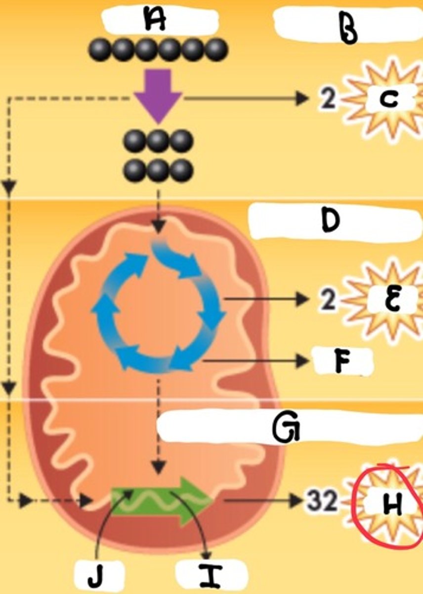 <p>What is part H</p>