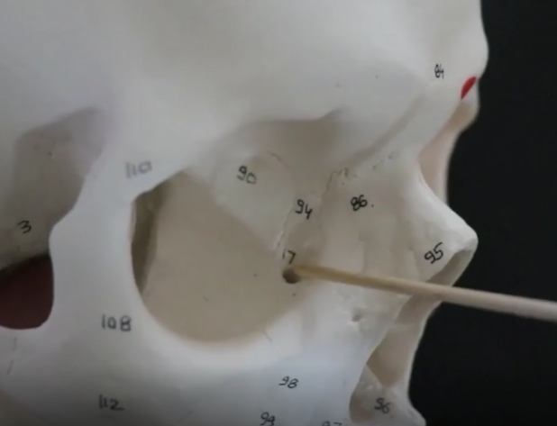 the hole; helps drain tears into the nasal cavity