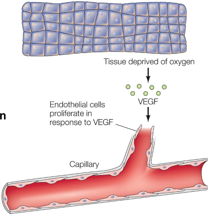 <p>Is secreted by cells deprived of oxygen, leading to the outgrowth capillaries into tissues lacking adequate blood supply.</p>