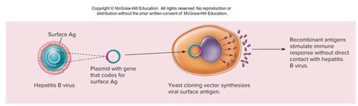<p>- insert genes for pathogen's antigen into plasmid vector, &amp; clone them in an appropriate host</p><p>- stimulated clone host to synthesize &amp; secrete a protein product (antigen), harvest &amp; purify protein</p><p>- "trojan horse" vaccine</p>