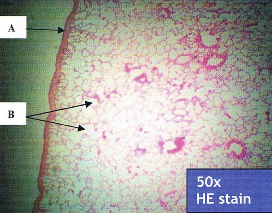 <p>Identify the structure</p>